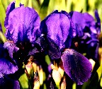 Royal Knight intermediate bearded iris